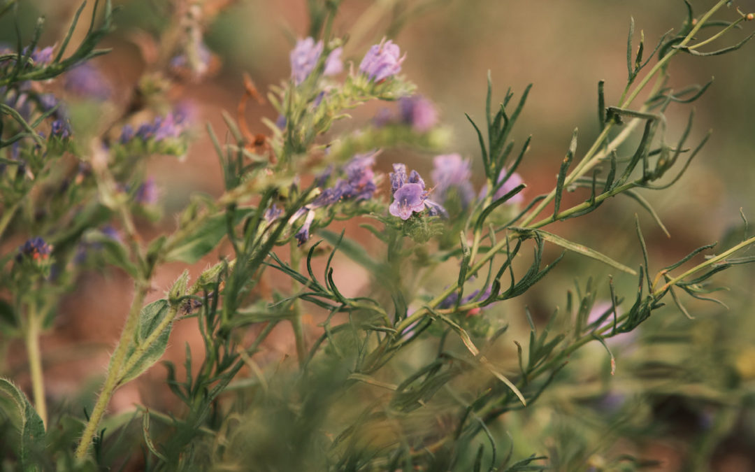 #4 Vertrauen: Wie du Sicherheit in der Unsicherheit des Lebens findest